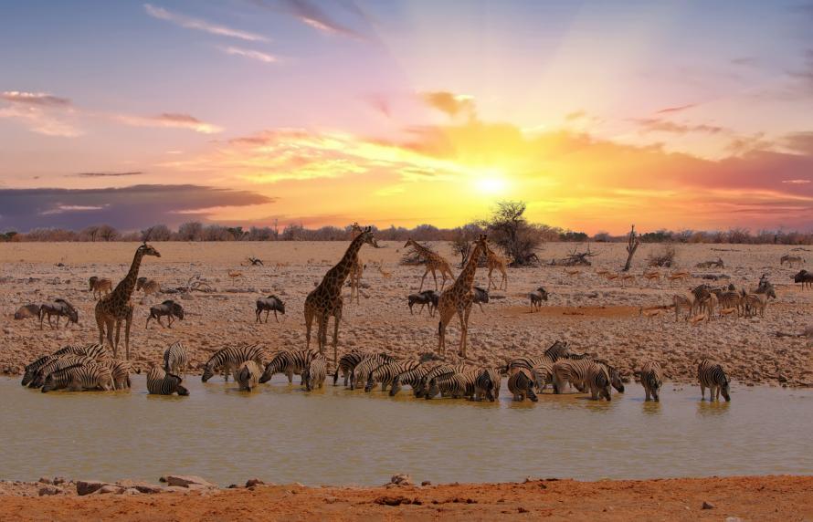 Giraffen en zebra's bij zonsopgang bij een waterpoel in Afrika.